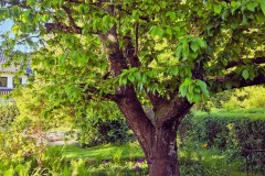 großer alter Kirschbaum im Garten - willkommener Schattenspender im Sommer