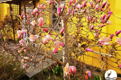 Außenansicht im Frühling - unsere Magnolie blüht