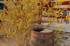 Garten-Fruehling