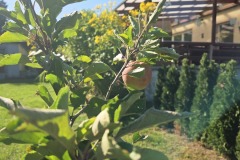 Unser-leckerer-Naschgarten