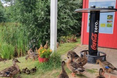 Tierischer Besuch beim Imbiss
