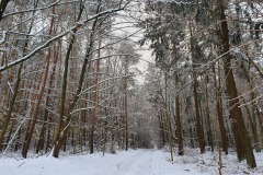 Winterwald-vor-dem-Haus