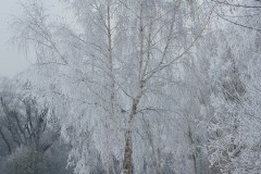 Wunderschoene-Winterlandschaft-am-Fleesensee