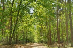 der-Nahe-Wald-laedt-zum-Joggen-Spazieren